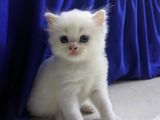 Traditional Persian cat baby (pre-book)