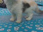 Traditional Persian Cat, Female, 3 Month