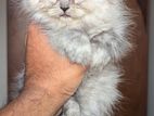 Traditional Persian Cat Female Kitty