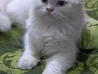 Traditional persian cat