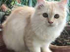 Traditional Persian Cat