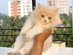 Traditional persian cat