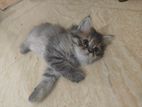 Traditional Persian Cat