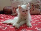 Traditional persian cat