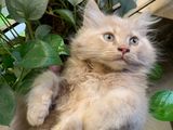Traditional persian cat