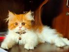Traditional Persian cat