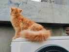 Ttraditional Persian cat