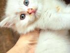 Traditional persian cat sell