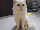 Traditional Persian Cat