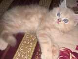 Traditional Persian Cat