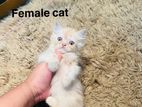 traditional Persian cat for sale