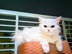 Traditional Persian Cat