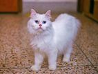 Traditional persian cat