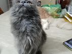 traditional Persian cat