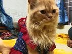 Traditional persian cat