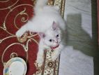 Traditional persian cat