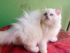 traditional Persian cat