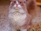 Traditional Persian cat