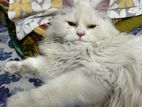 Traditional Persian cat