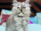 Traditional Persian Cat