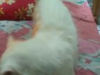 Traditional Persian Cat