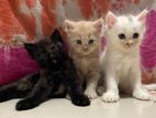 traditional persian cat