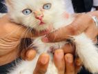 Traditional Persian cat
