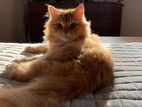 Traditional Persian Cat