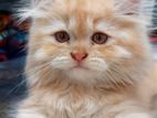 Traditional Persian Cat