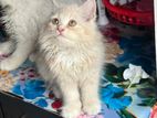Traditional Persian Cat