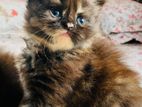 Traditional Persian Cat