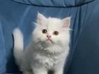 Traditional Persian Cat