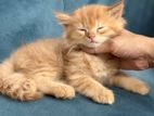 Traditional Persian Cat