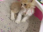 Traditional Persian Cat
