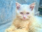 Traditional Persian Cat