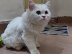 Traditional Persian Cat
