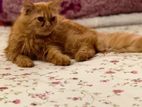 Traditional Persian Cat