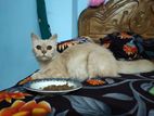 Traditional Persian cat