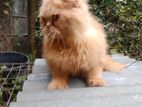 Traditional Persian Cat