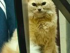 Traditional Persian Cat