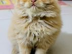 Traditional Persian Cat