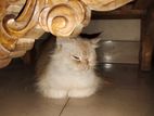 Traditional Persian Cat