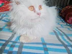 Traditional Persian Cat