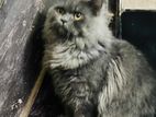 Traditional Persian Cat