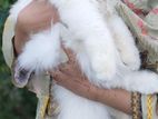 Traditional Persian Cat