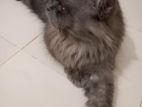 Traditional Persian Cat