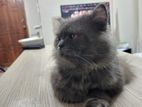 Traditional Persian Cat