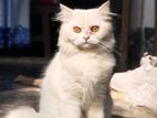 Traditional Persian Cat