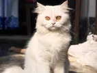 Traditional Persian Cat
