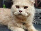 Traditional persian cat sell